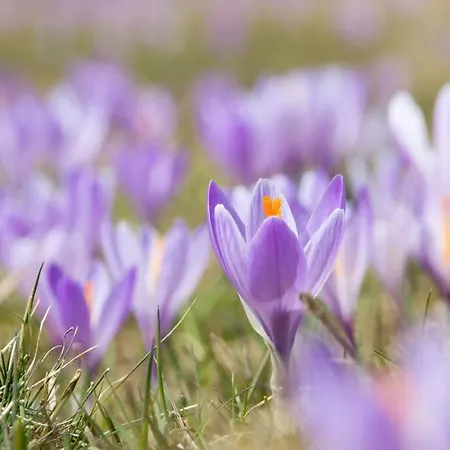 Blue Eyes Centre Free Parking شقة أوفندولي