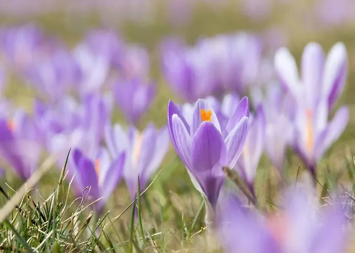 Blue Eyes Centre Free Parking Appartement Ovindoli